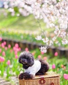 桜とチューリップ