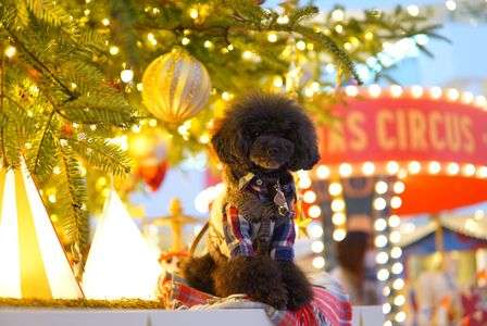 Xmas イルミネーション