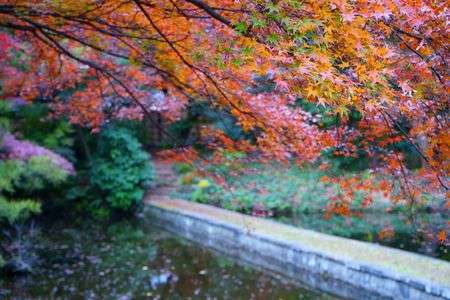 小石川後楽園_紅葉