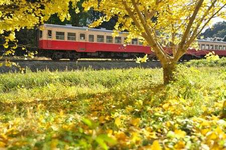 銀杏越しの小湊鐵道