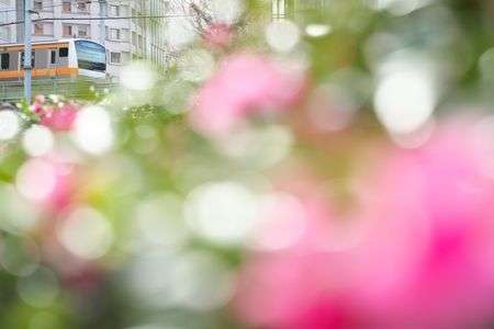 葉っぱキラキラ