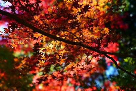 紅葉の裏から