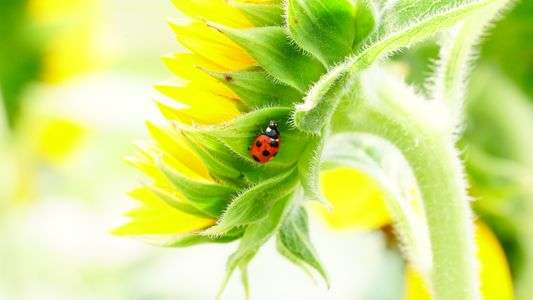 天の道を歩く虫