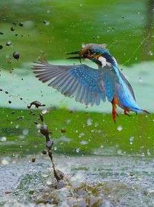 水が少なくなった蓮田で餌をとるカワちゃん