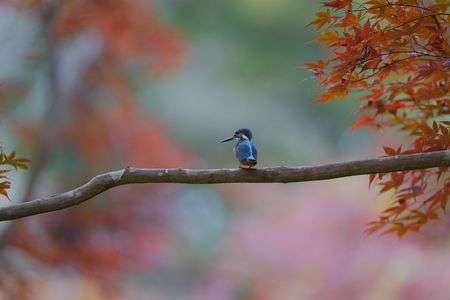 紅葉カワセミ