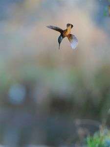 水面に向かって　GO!