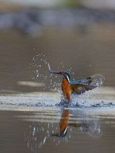 カワセミ　離水