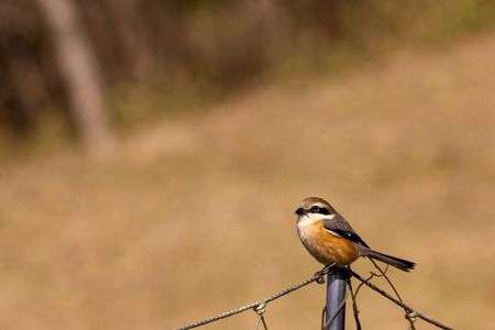 (`･ω･´)ｷﾘｯ