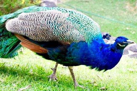 リスボン サン.ジョルジェ城の主？