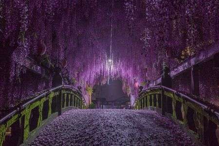 藤に囲まれた橋