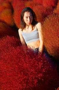 Red-Colorful Standarad