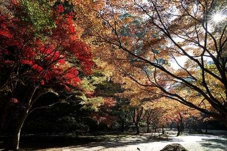 偕楽園もみじ谷の紅葉