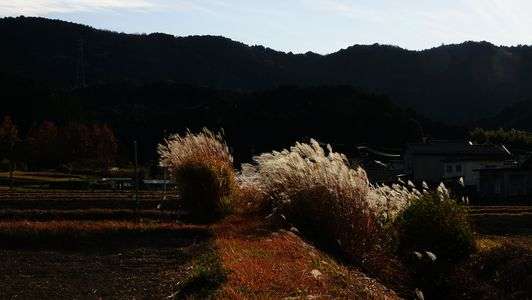 初冬の里