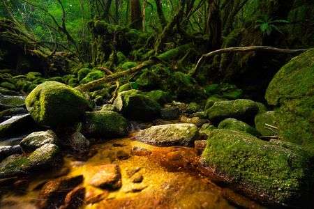 こもれびの雲水峡