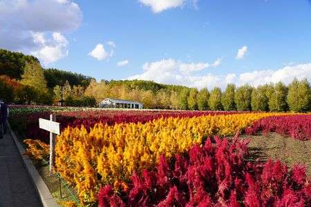 秋の富良野・ファーム富田
