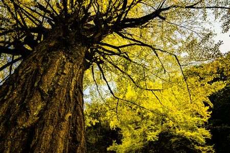 大きなイチョウとその絨毯