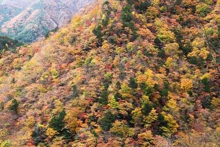 接阻峡の紅葉
