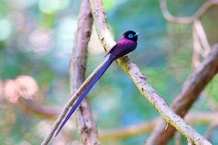 サンコウチョウ