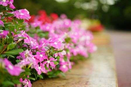 夕暮れ時の桃色