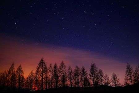 星と木々