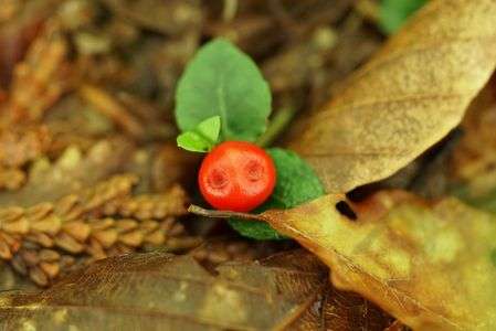 可愛い出会い☆彡