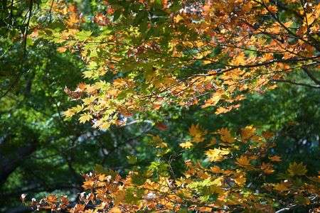 「三渓園」色づき始め