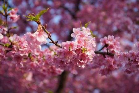 代々木公園の早咲きの桜