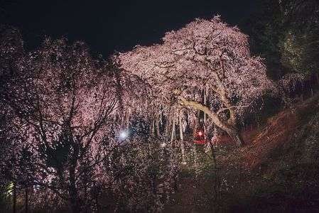 奥山田の枝垂れ桜
