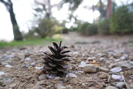 ＼ コンニチワ ／