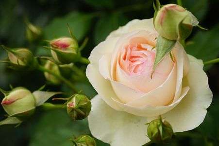 ピエ―ルドゥロンサール