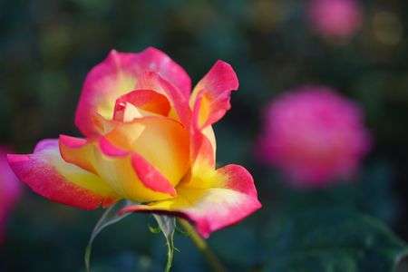 朝雲（秋バラ）