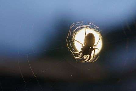 蜘蛛のライトアップ