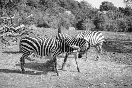あれ！　あれ！　シマウマさんの頭が消えた。