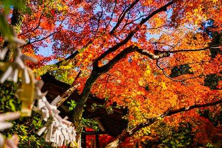秋に願いを～季節の彩りに託す心～