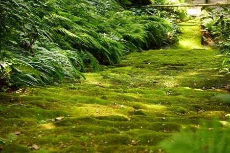 緑に光る苔階段
