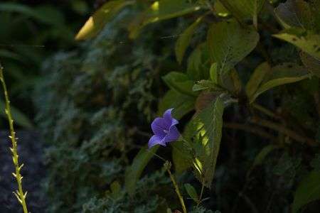 我が家の桔梗。