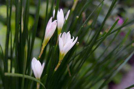 この白はいつも美しい