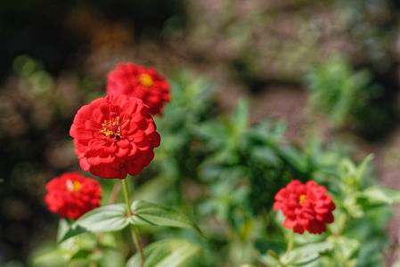 唐人草といったかな