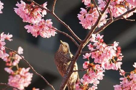 小鳥が狙うは春のご馳走♪