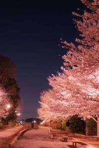 夜桜