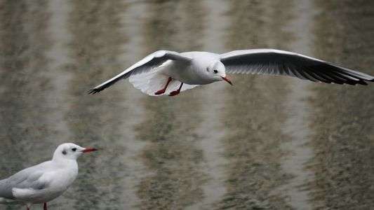 カモメに憧れて…