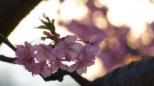 あふたーれいんぶらっさむず