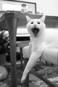 さあ、遊ぼう！