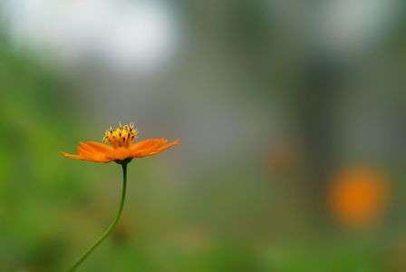 キバナコスモス