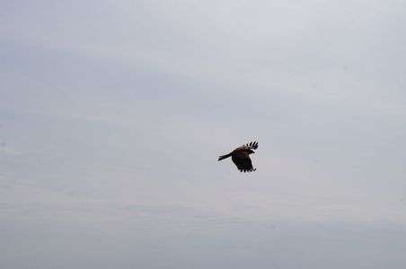 鳥、とったどー