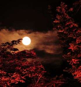 満月と紅葉と
