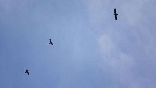 涸沼のオオワシ