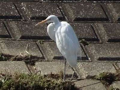 今日の新河岸川、浮間公園