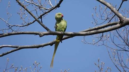 石神井公園辺りで花見しながらの探鳥