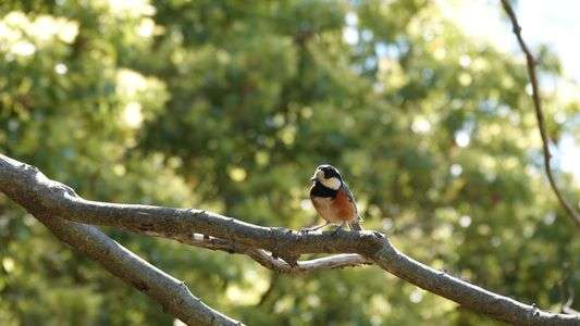 代々木公園と小石川植物園